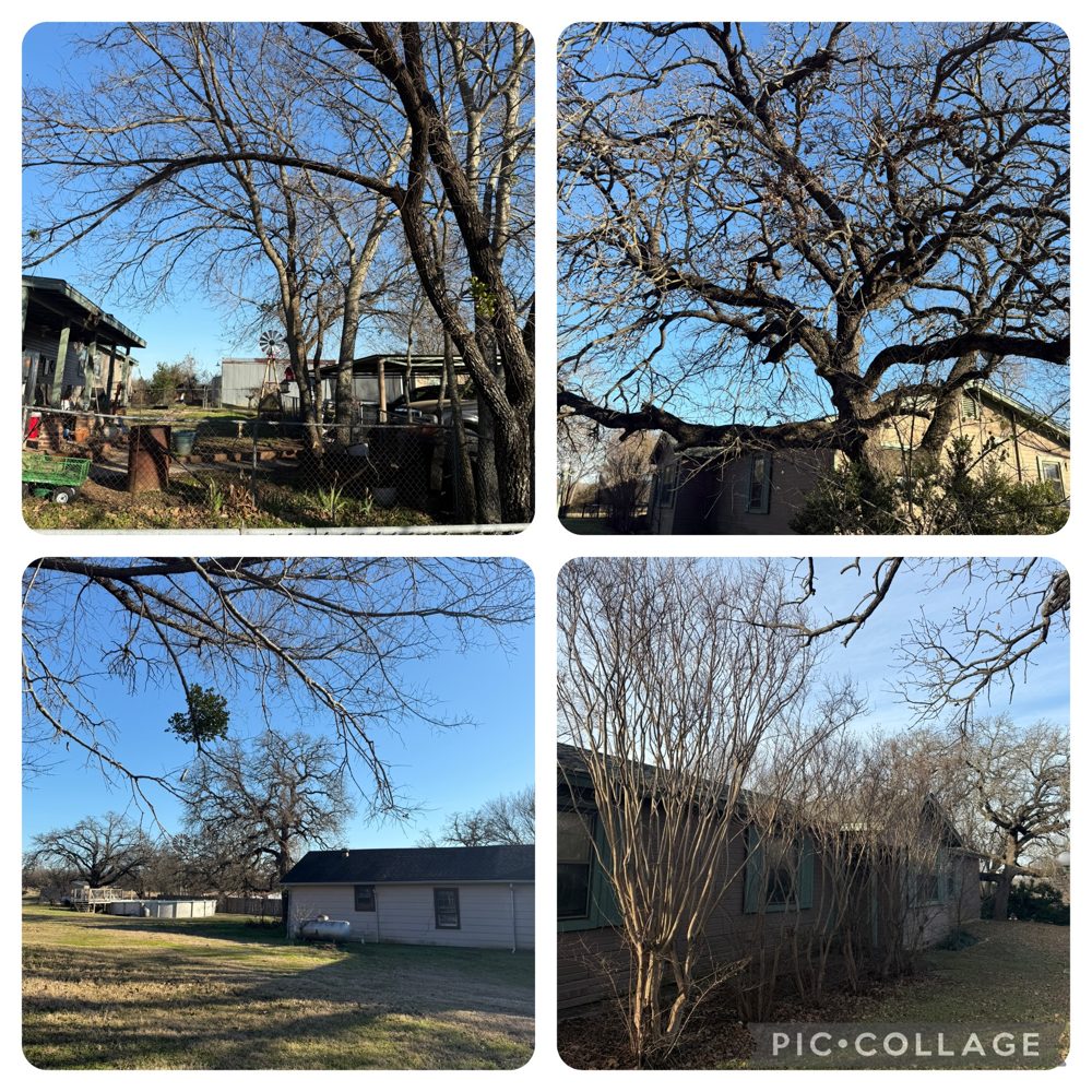 Collage of tree work